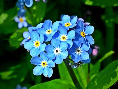 Forget Me Not .